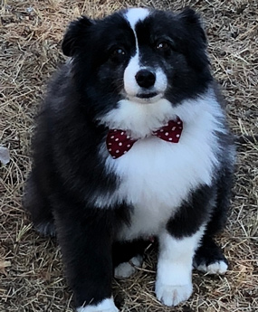 Cowboy Office Mascot